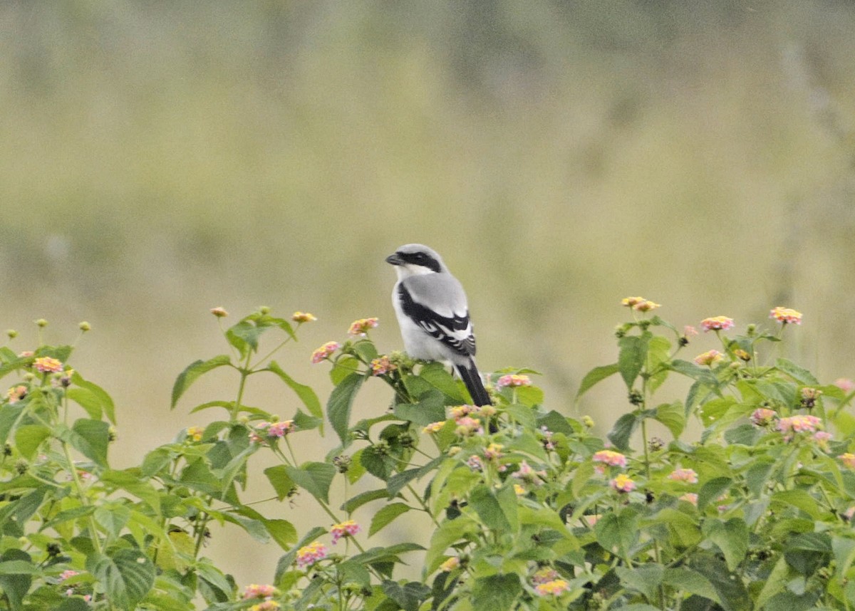 Great Gray Shrike - SWARUP SAHA