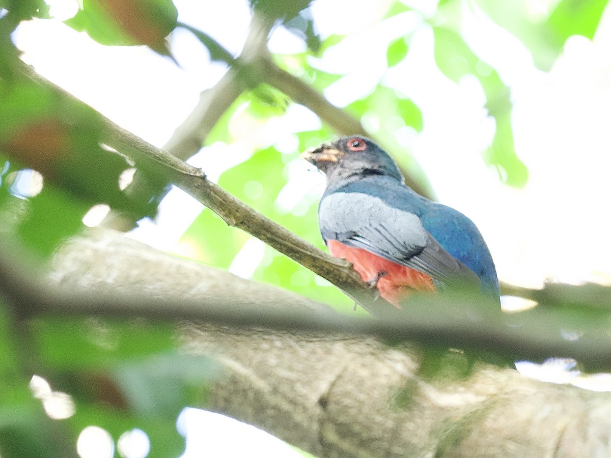 Trogon à queue noire - ML609587851