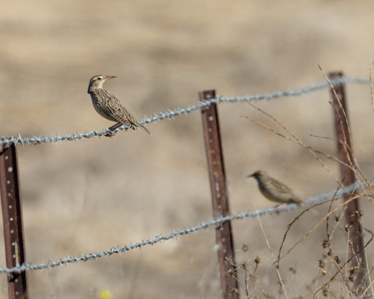 Western Meadowlark - ML609587853