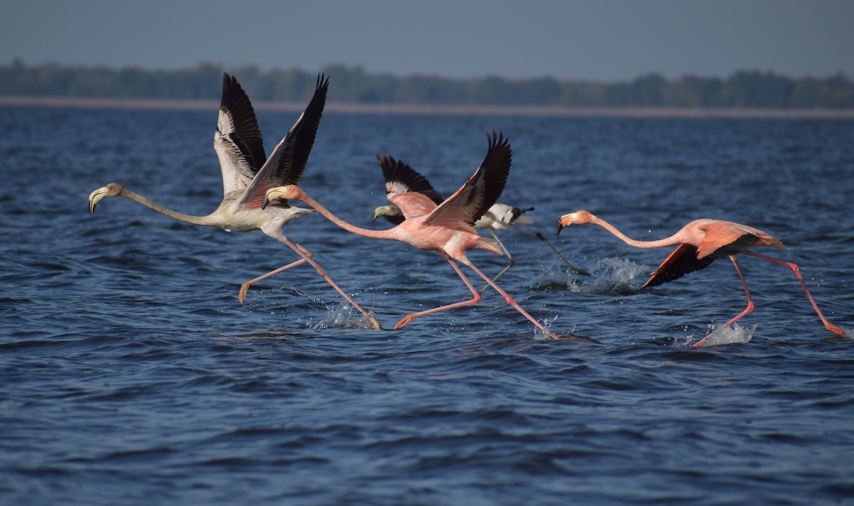 American Flamingo - Neil Gilbert