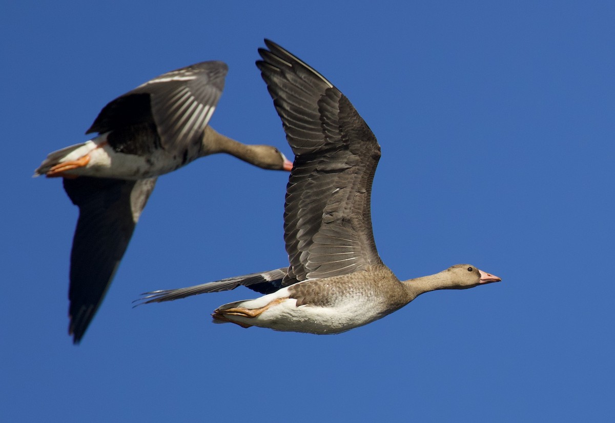 Greater White-fronted Goose - Everett Clark