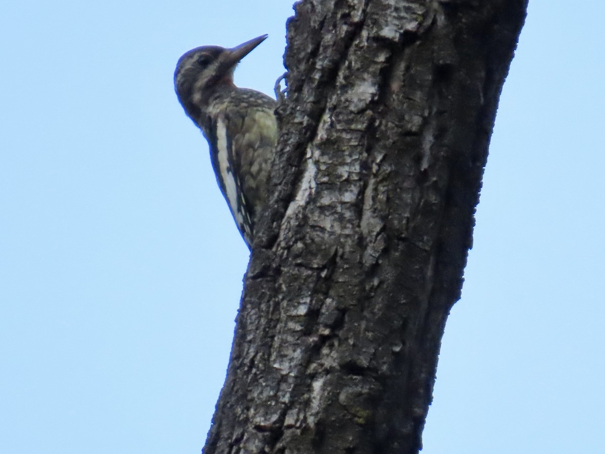 Yellow-bellied Sapsucker - ML609587925