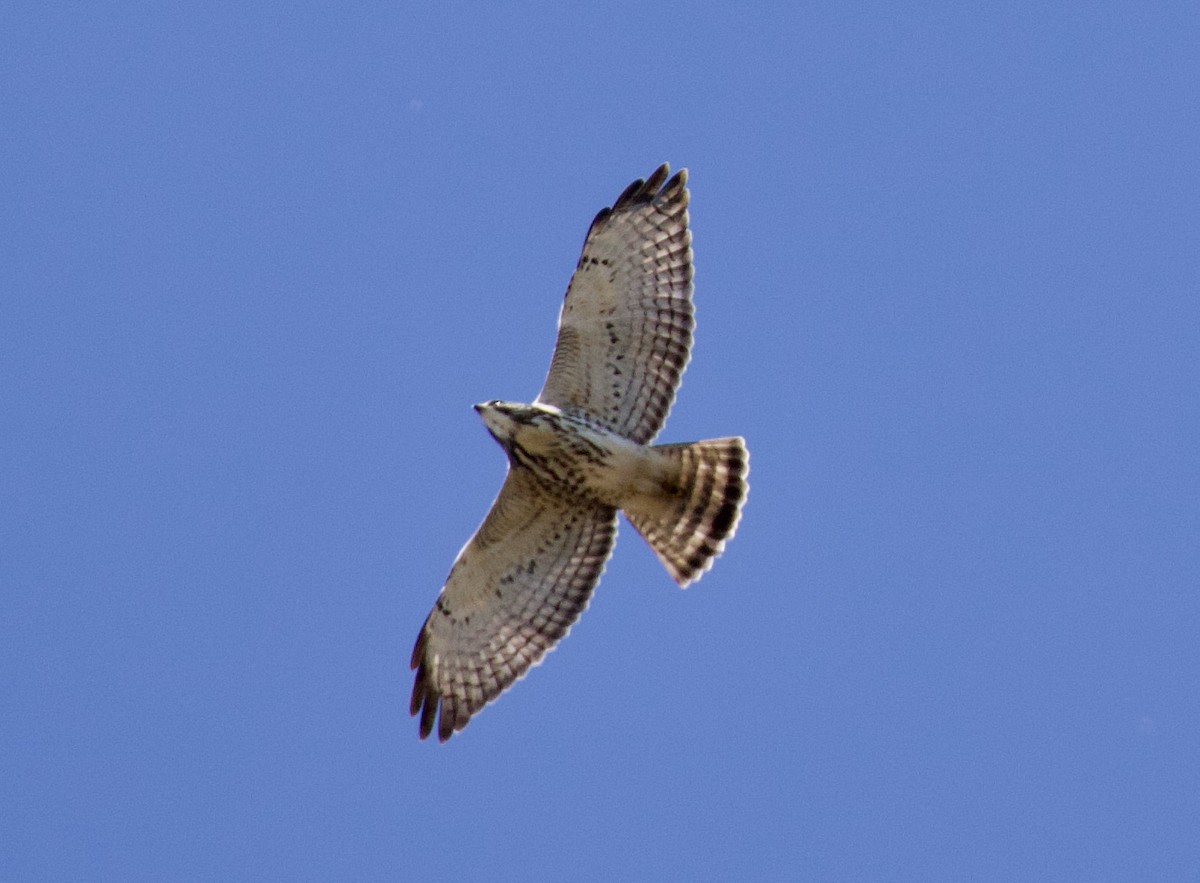 Broad-winged Hawk - Everett Clark