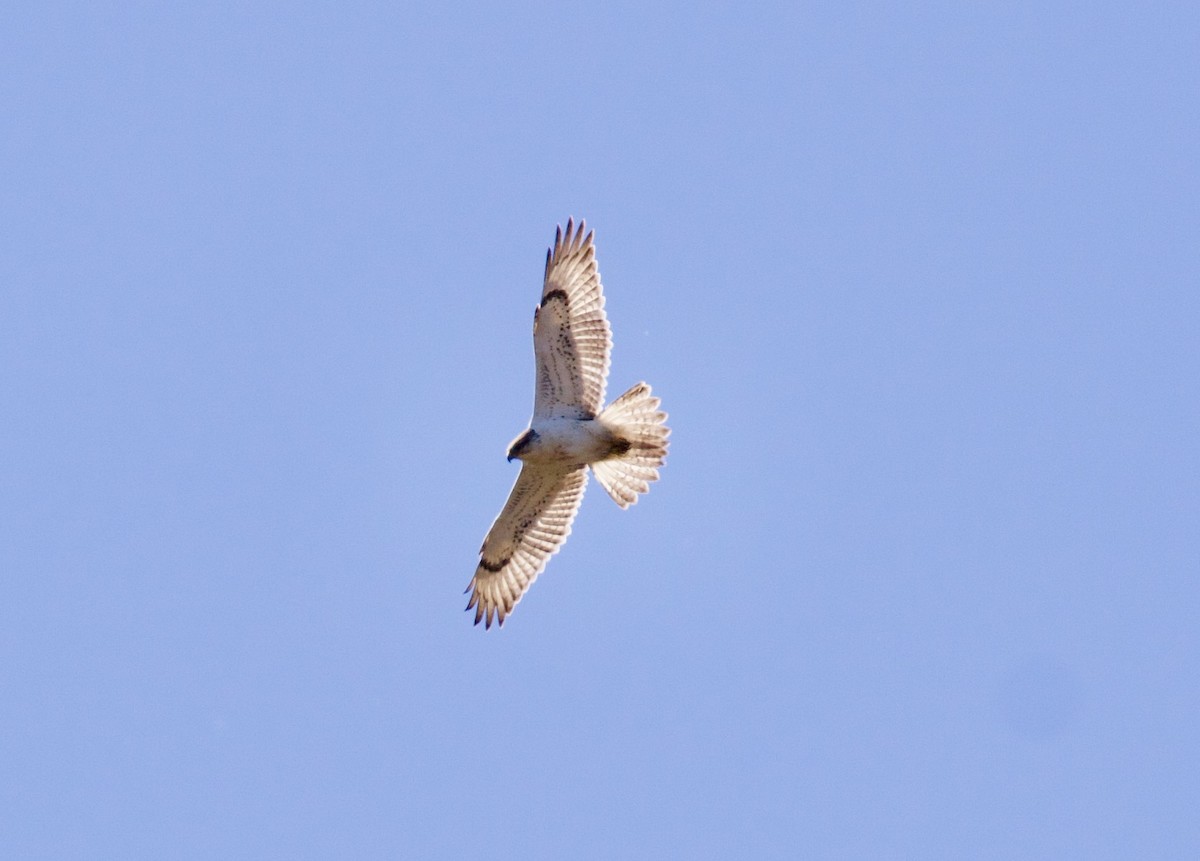 Ferruginous Hawk - Everett Clark