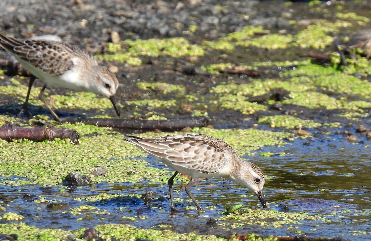 Semipalmated Sandpiper - Cristina Hartshorn