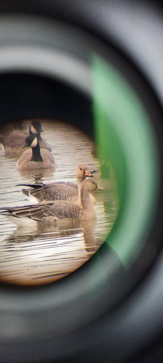Greater White-fronted Goose - ML609588197