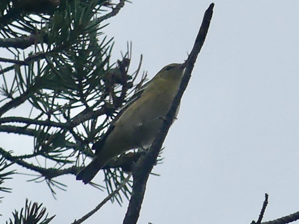 Bay-breasted/Blackpoll Warbler - ML609588391