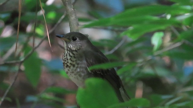 Gray-cheeked Thrush - ML609588527