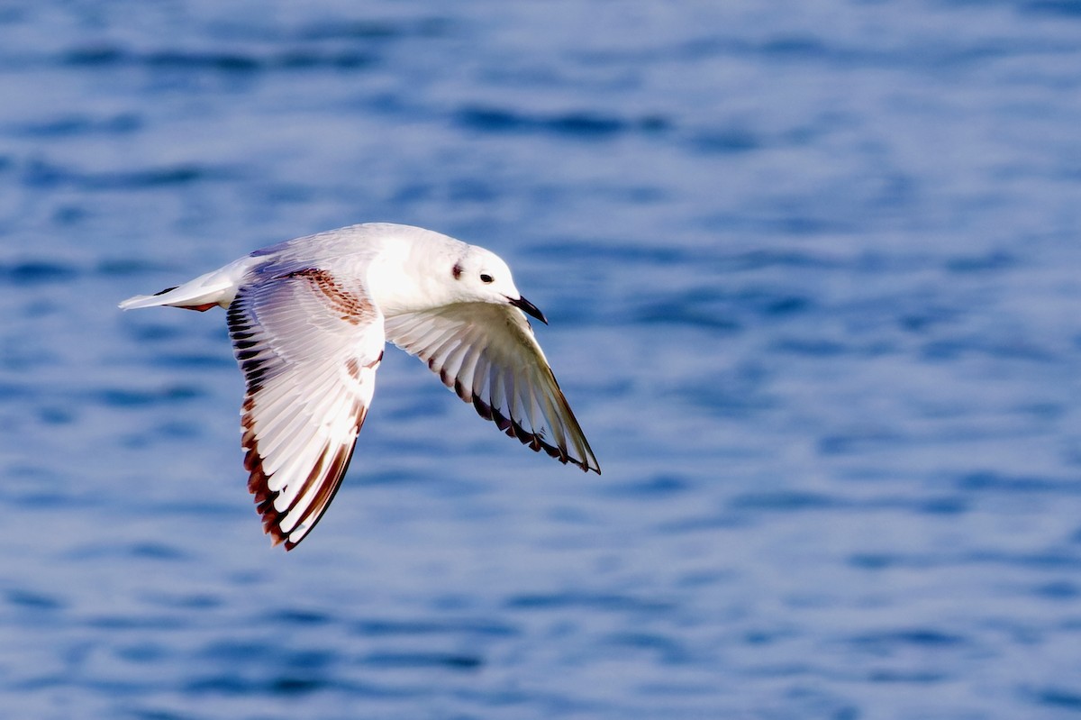 Bonaparte's Gull - ML609588559