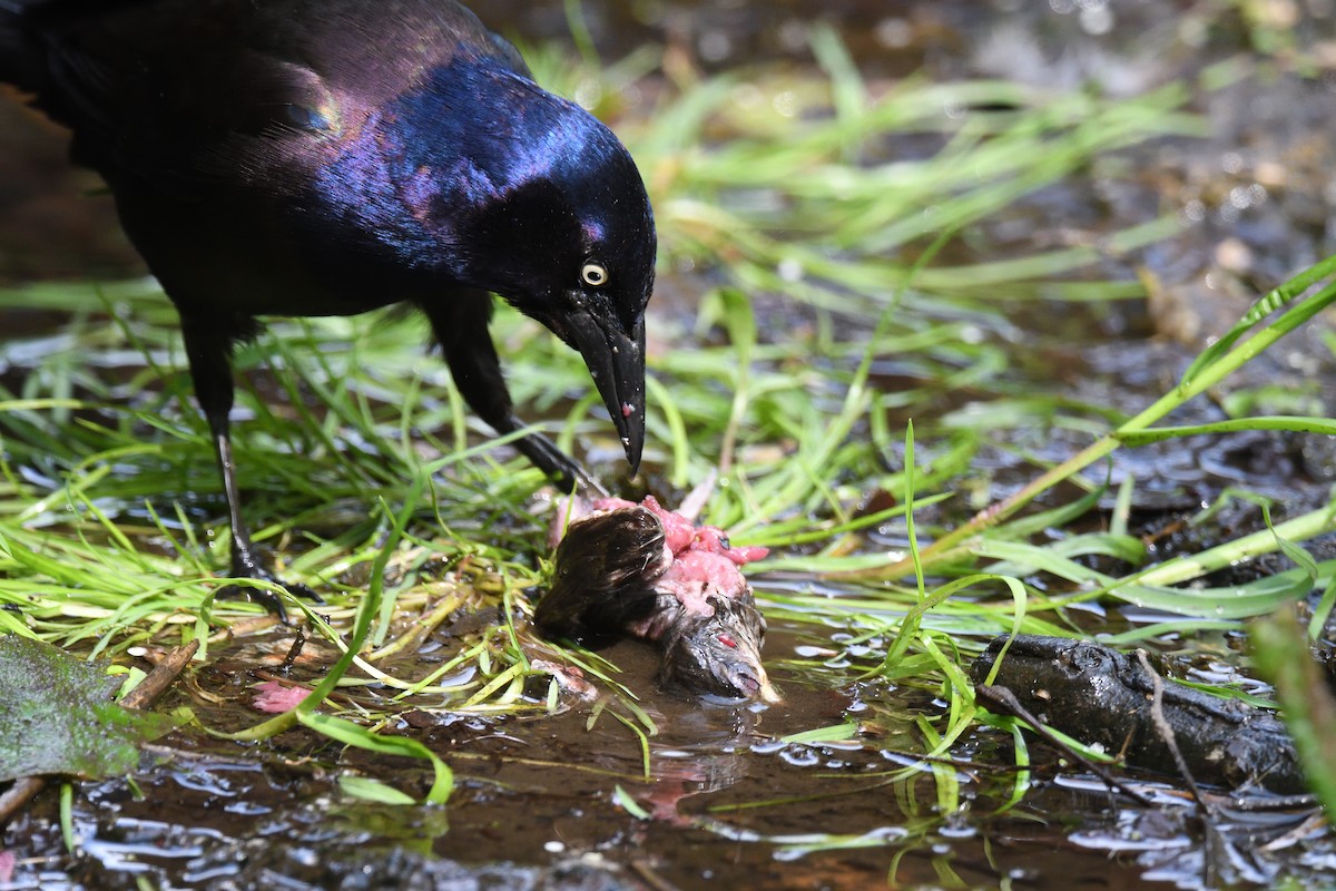Common Grackle - ML609588569