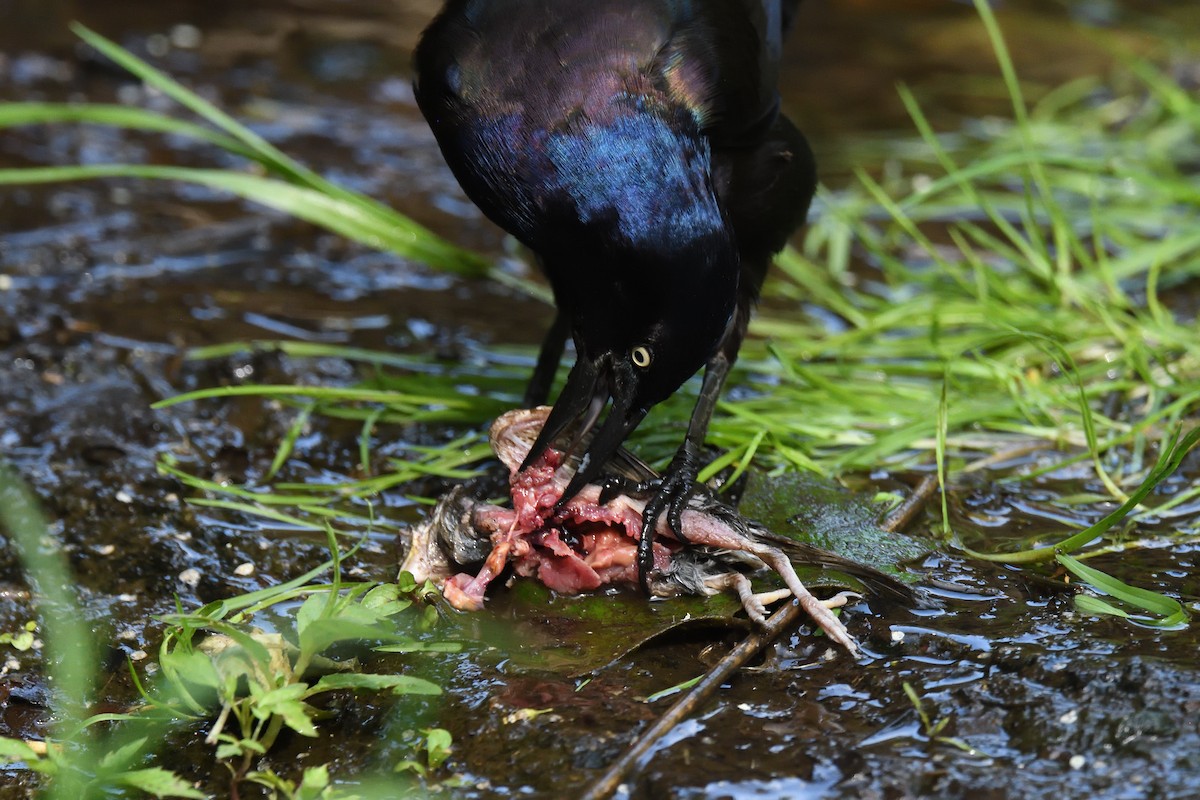 Common Grackle - ML609588570