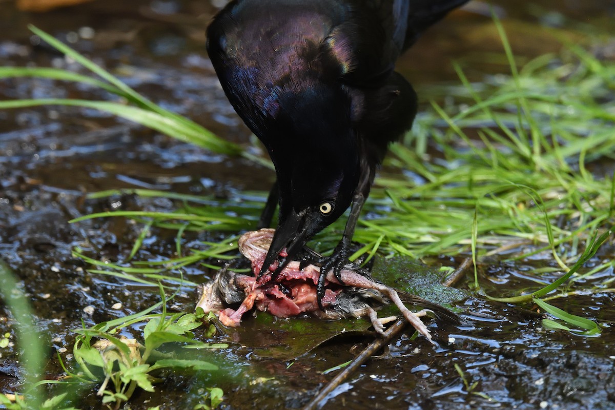 Common Grackle - ML609588571