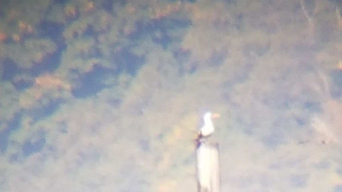 Nazca Booby - ML609588575