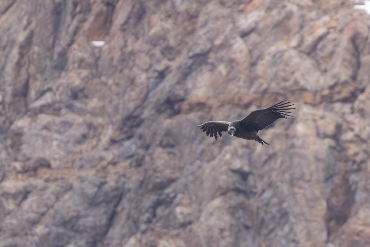 Condor des Andes - ML609588659