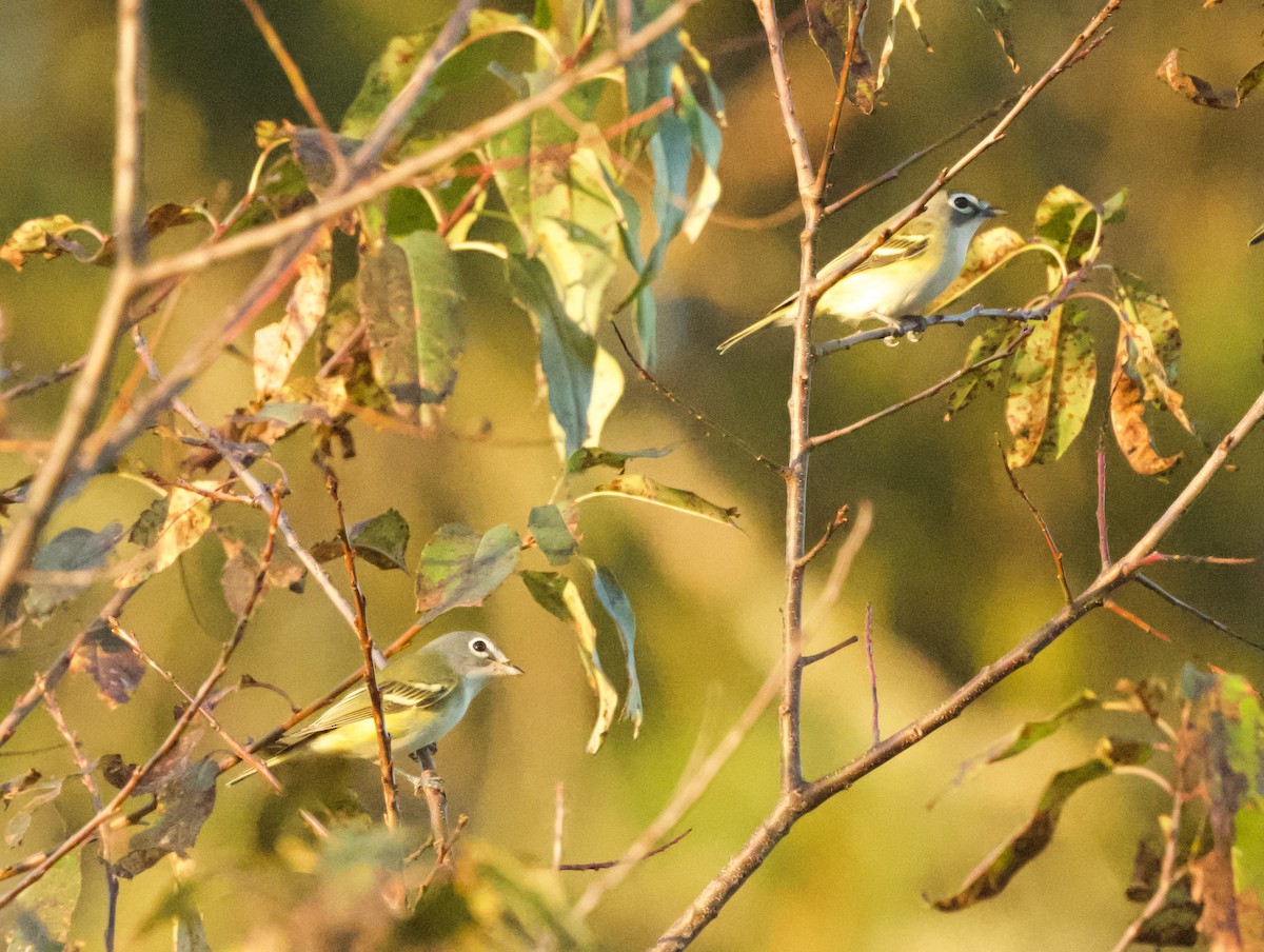 Blue-headed Vireo - ML609588668