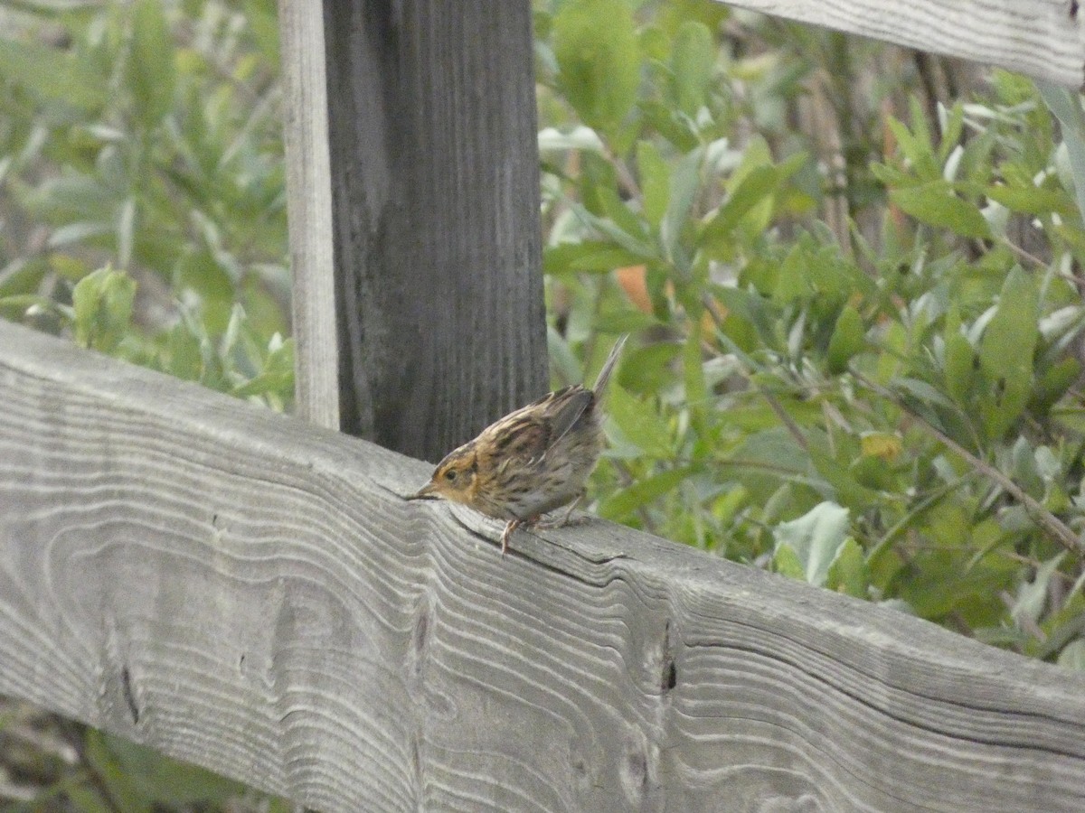 Saltmarsh Sparrow - ML609588787