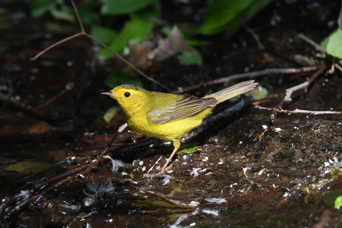 Wilson's Warbler - ML609588809