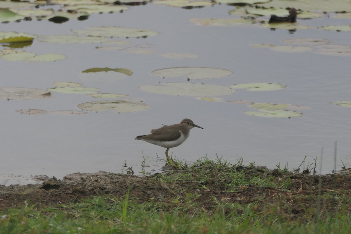 Spotted Sandpiper - ML609588949