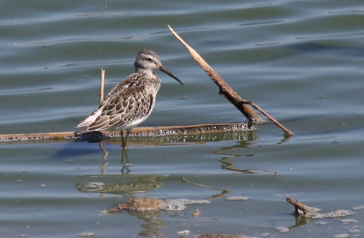 Stilt Sandpiper - ML609588966