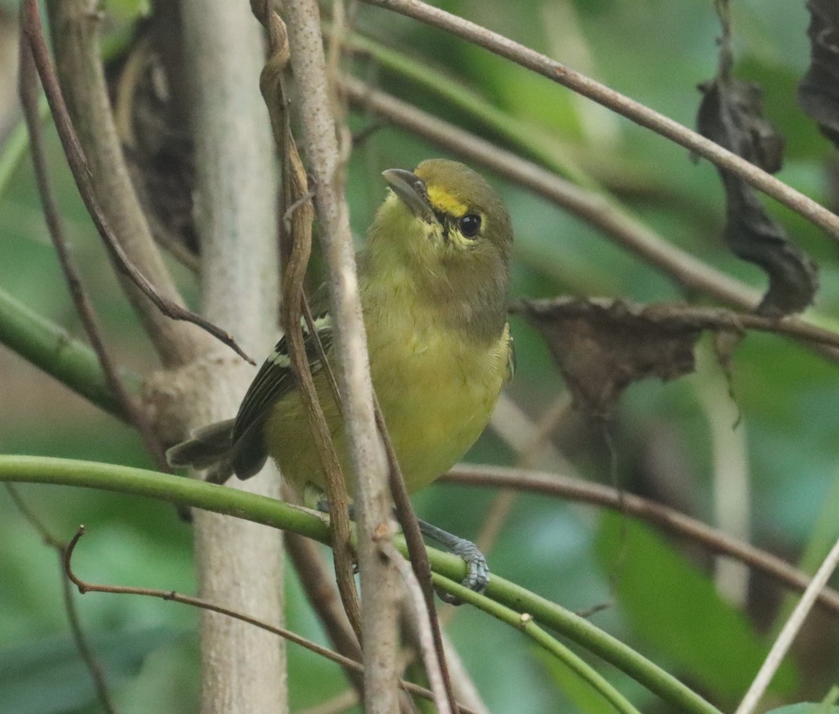 Thick-billed Vireo - ML609588967