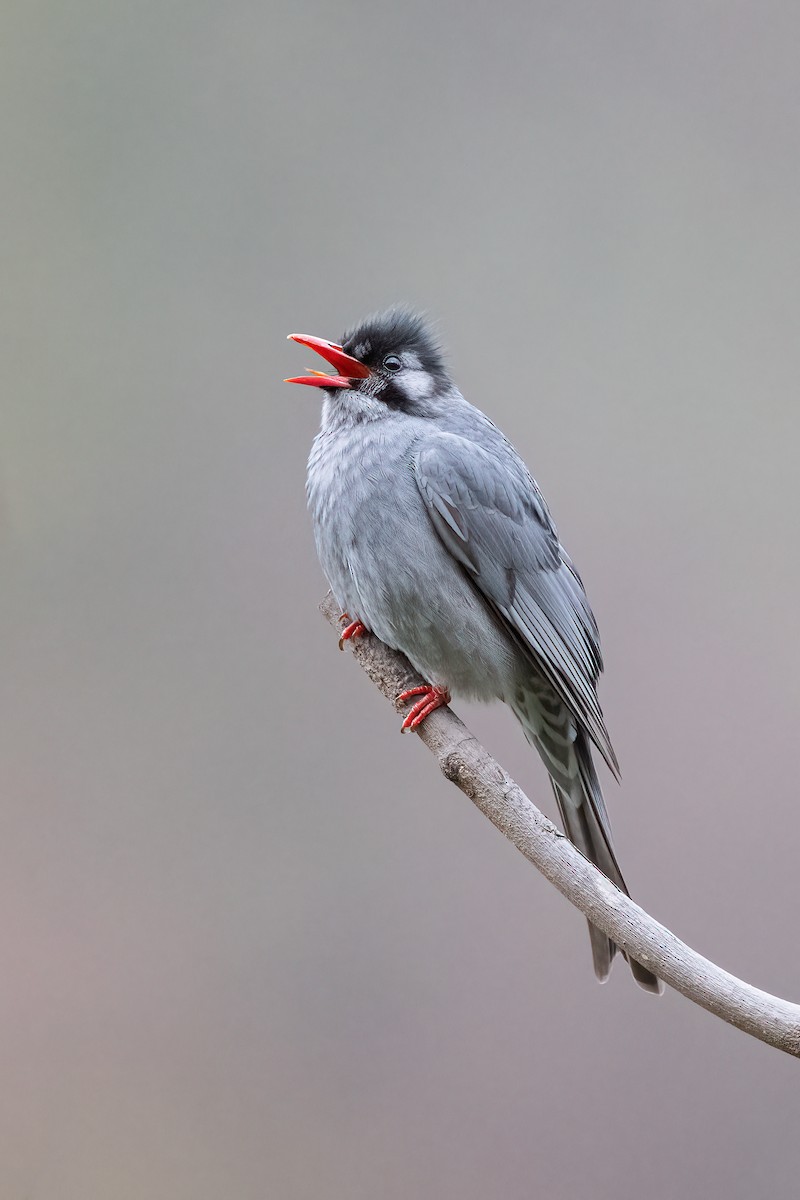 Black Bulbul - Sharif Uddin