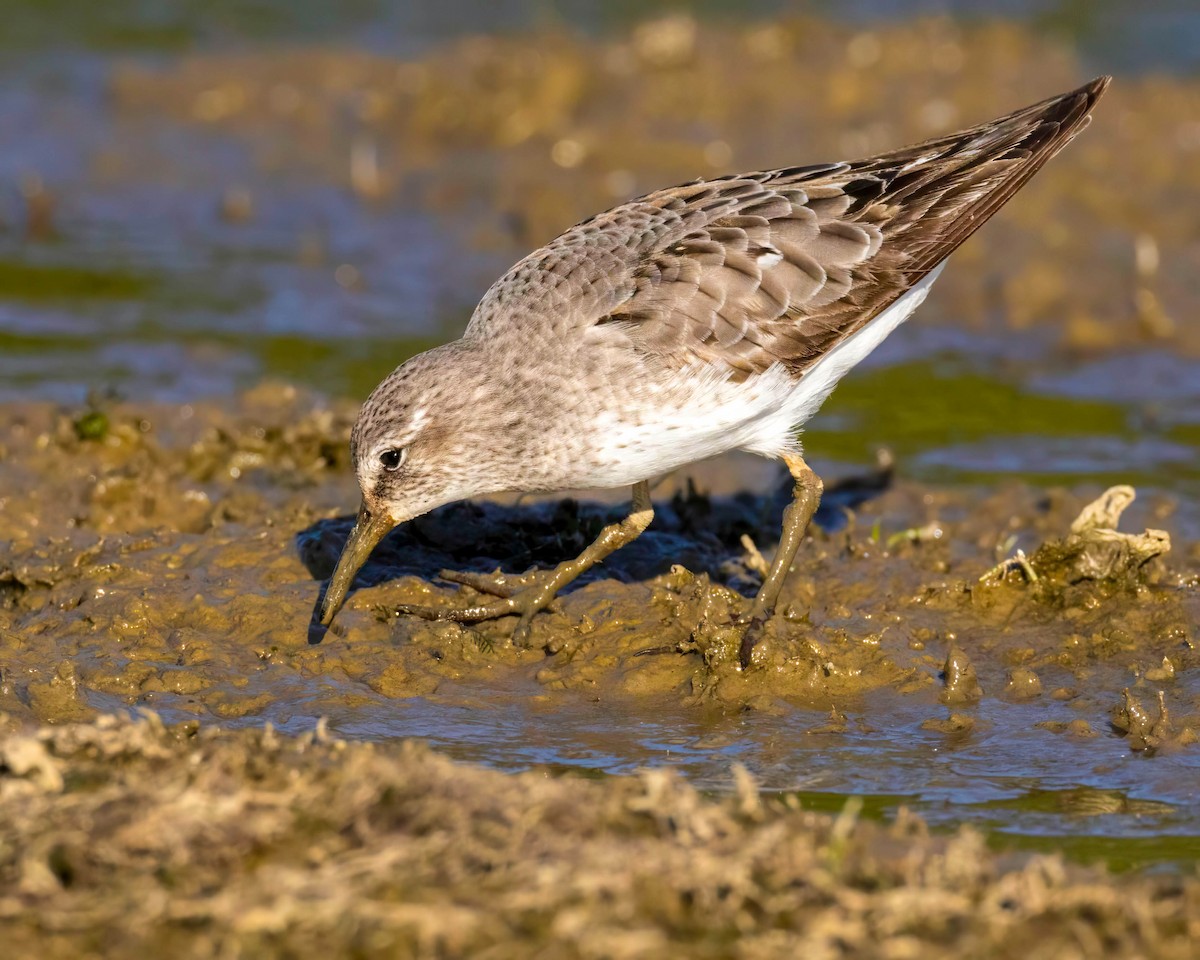 White-rumped Sandpiper - ML609589121