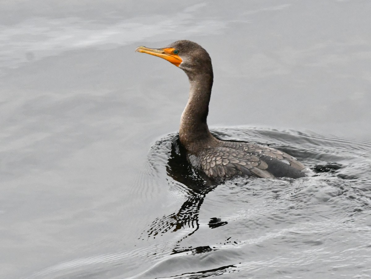 Double-crested Cormorant - roger beaupre
