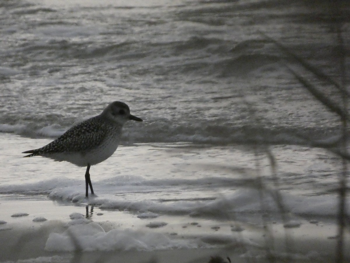 Black-bellied Plover - ML609589313