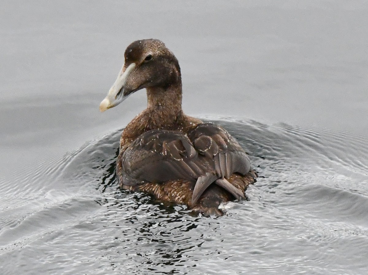 Eider arrunta - ML609589317