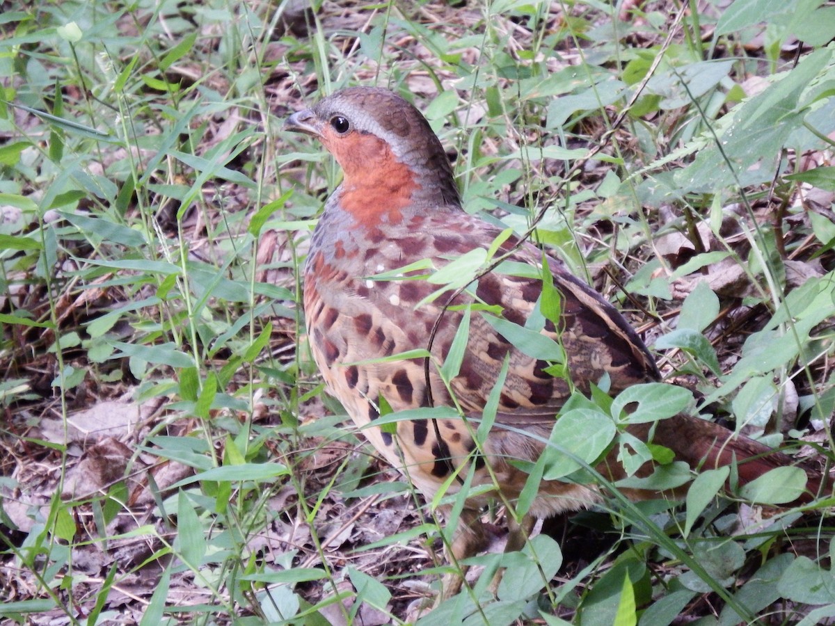 Chinese Bamboo-Partridge - ML609589395