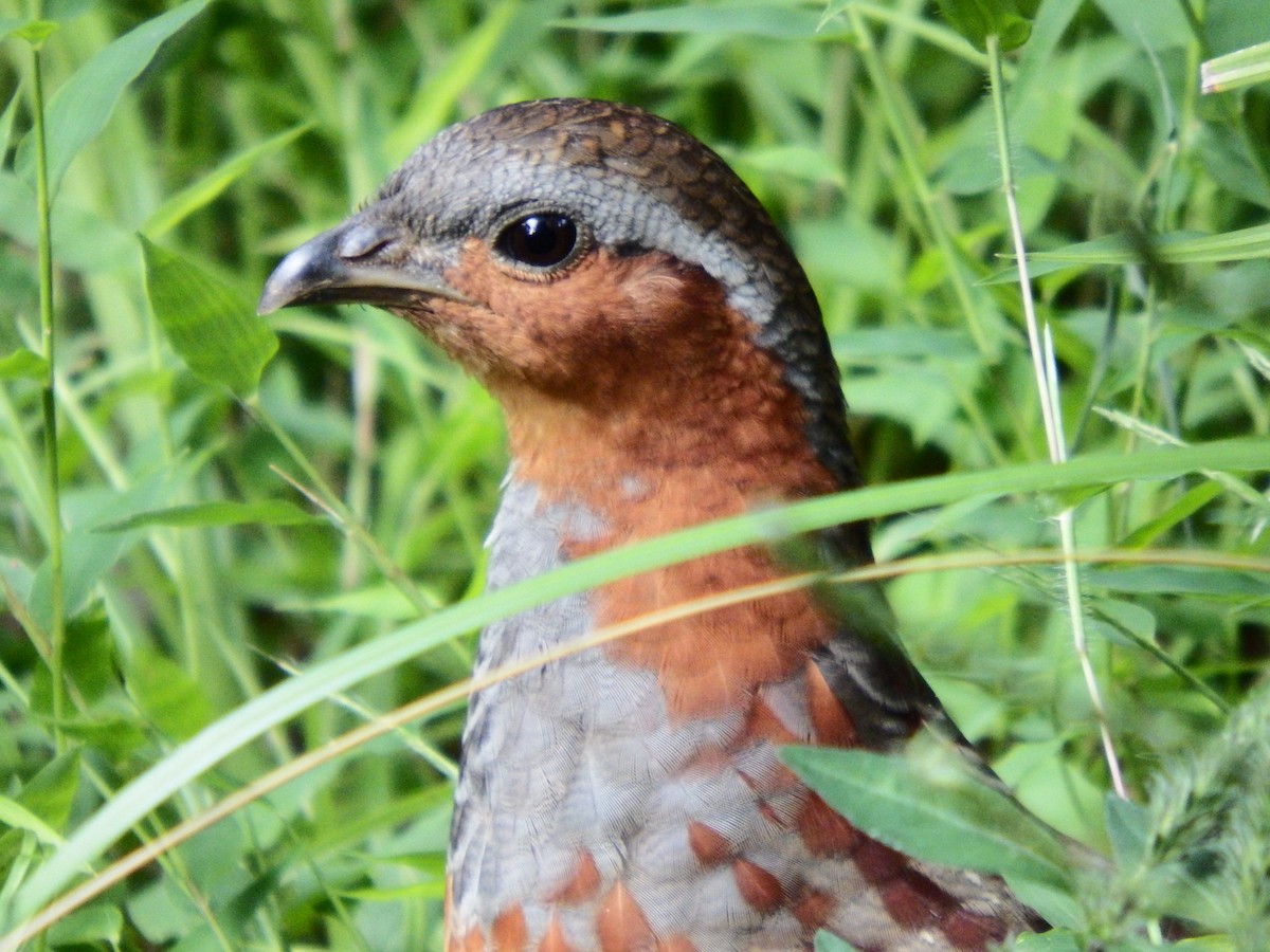 Chinese Bamboo-Partridge - ML609589396