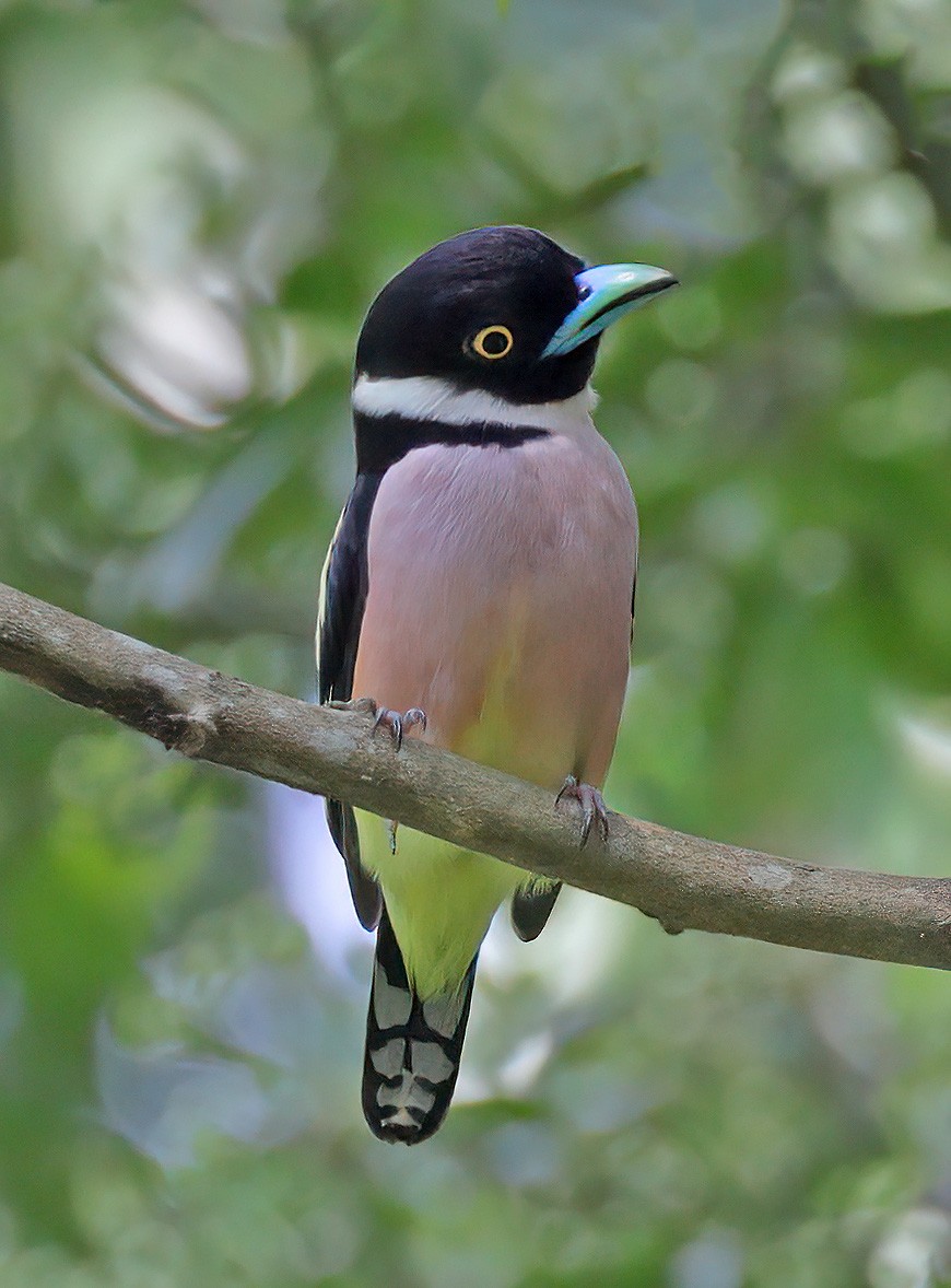 Black-and-yellow Broadbill - sheau torng lim