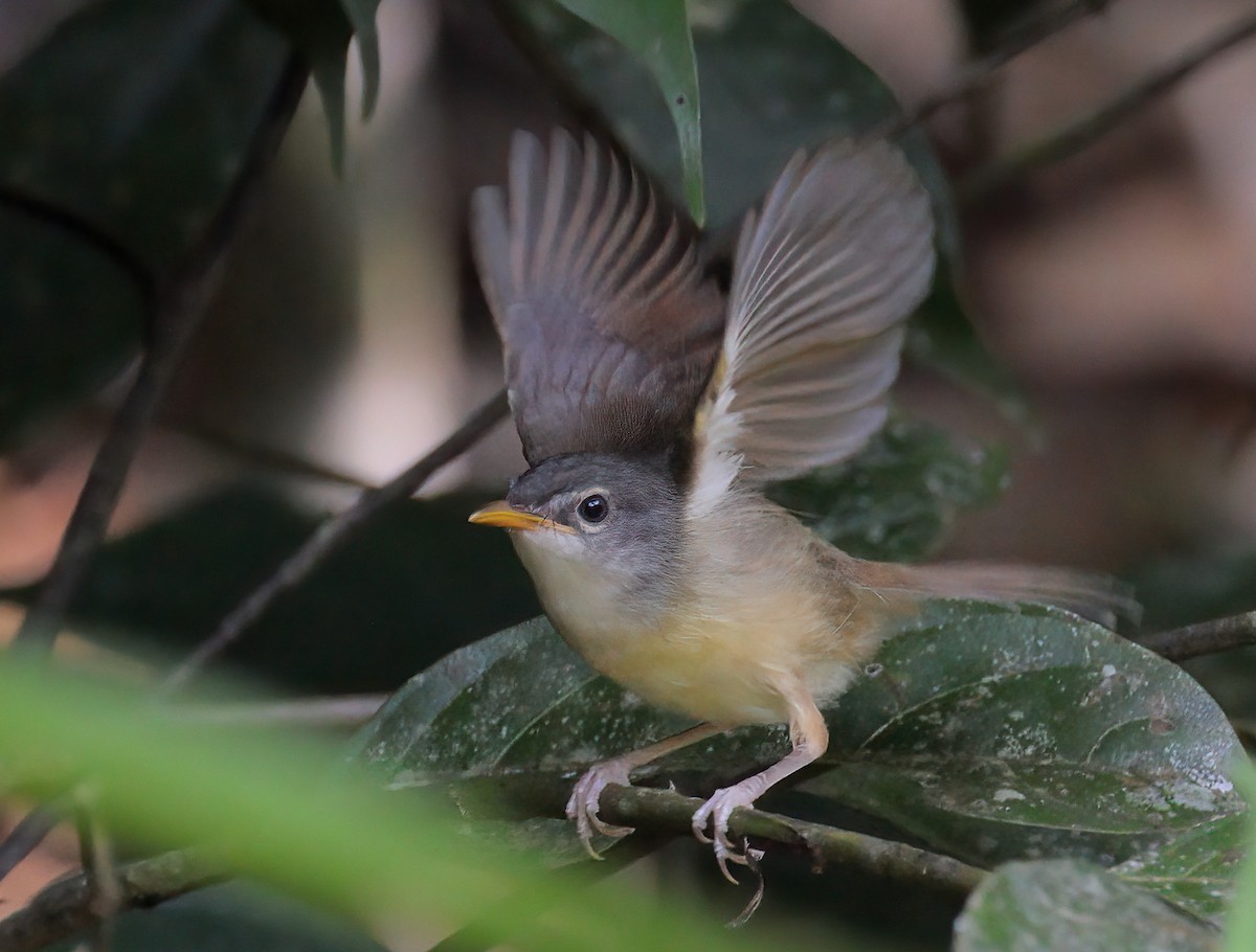 Rufescent Prinia - sheau torng lim