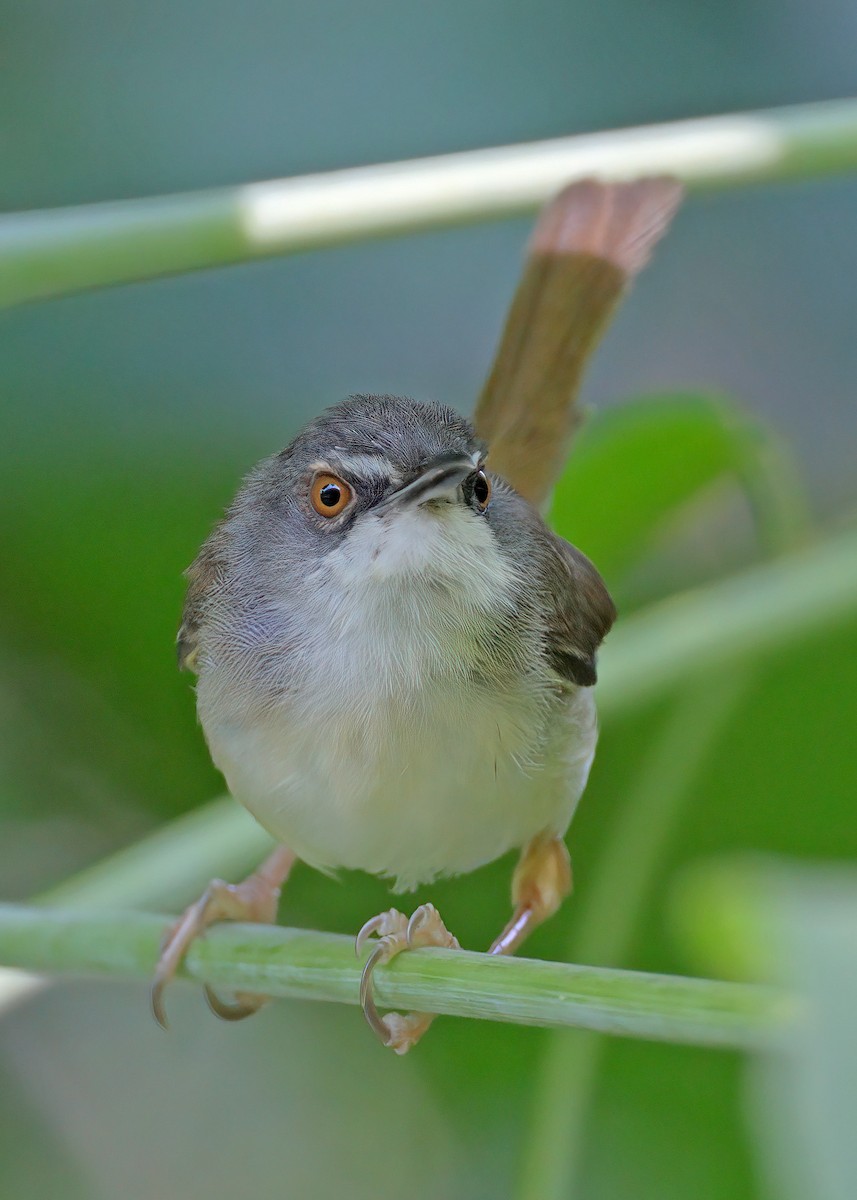 Rufescent Prinia - ML609589419