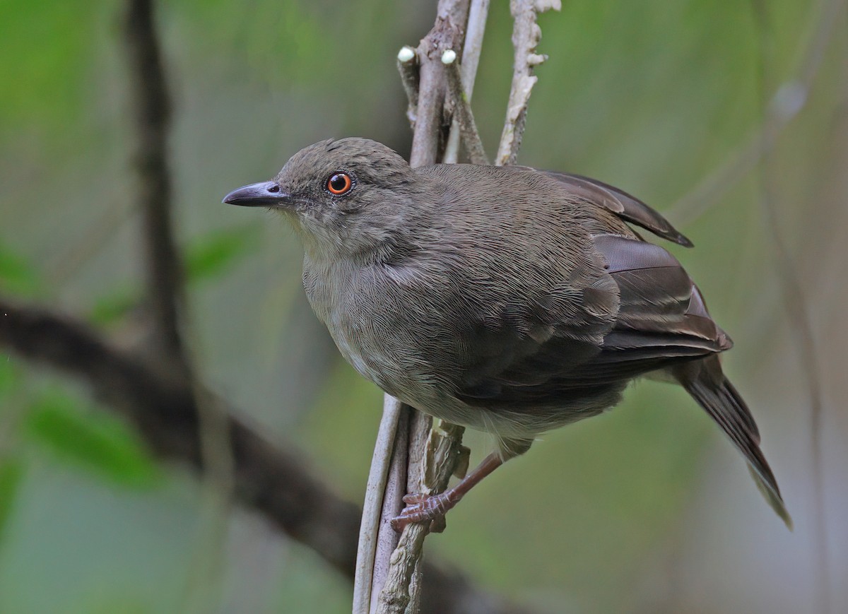 Red-eyed Bulbul - ML609589445