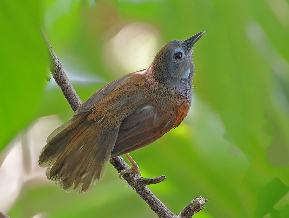 Chestnut-winged Babbler - sheau torng lim