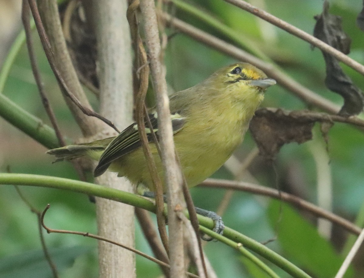Thick-billed Vireo - ML609589454