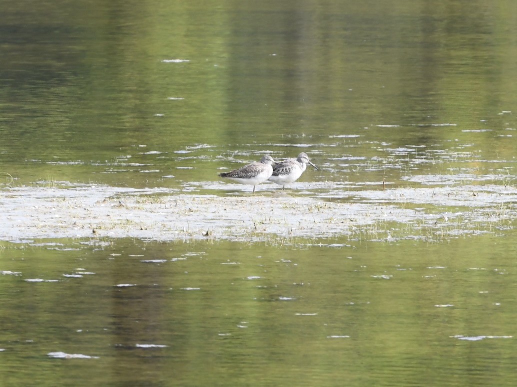 Stilt Sandpiper - ML609589519