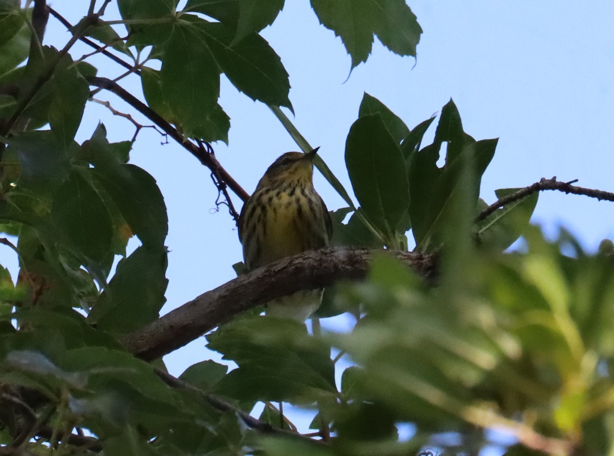 Cape May Warbler - ML609589611