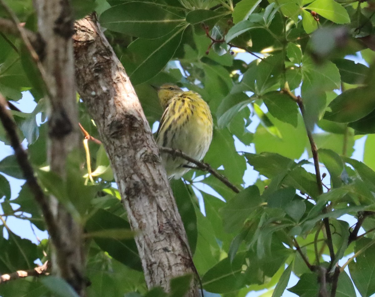 Cape May Warbler - Juli deGrummond