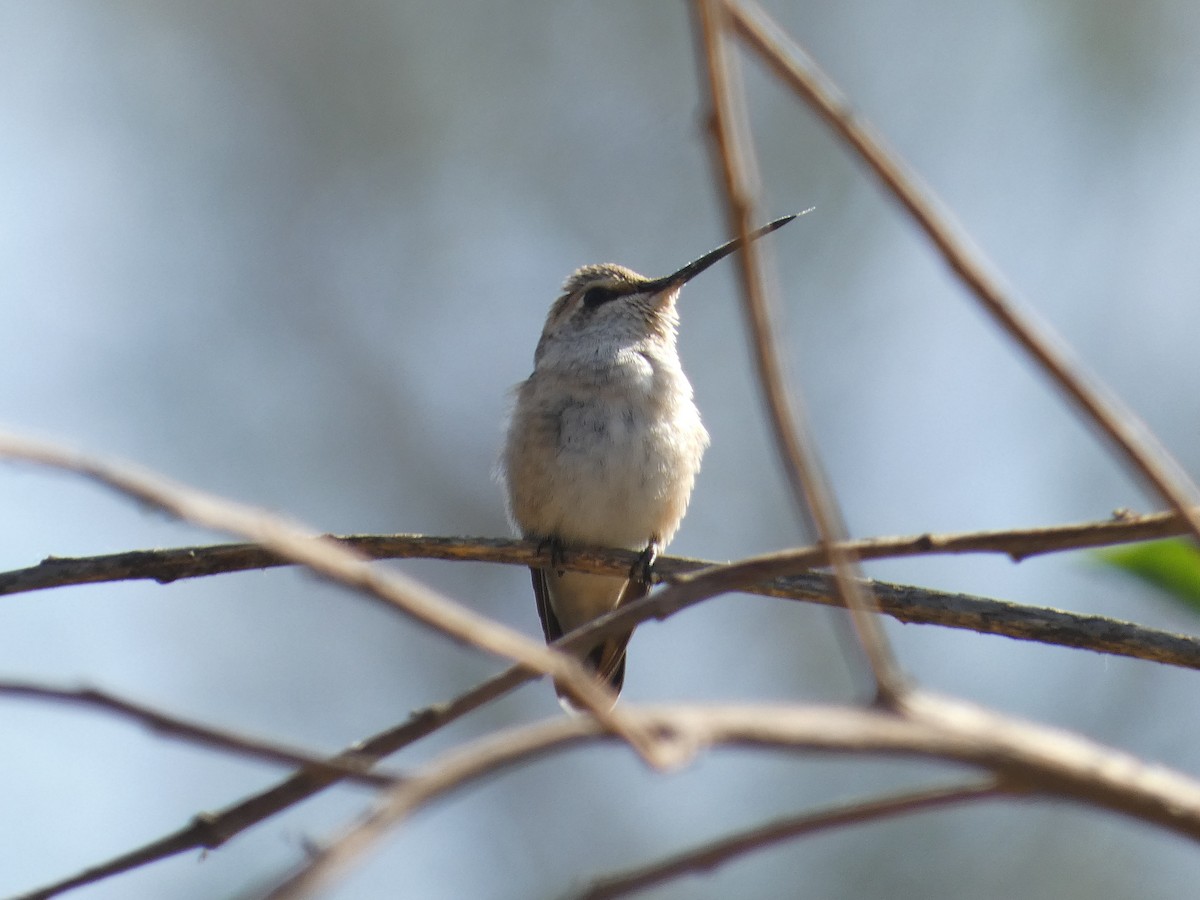 Black-chinned Hummingbird - ML609589722