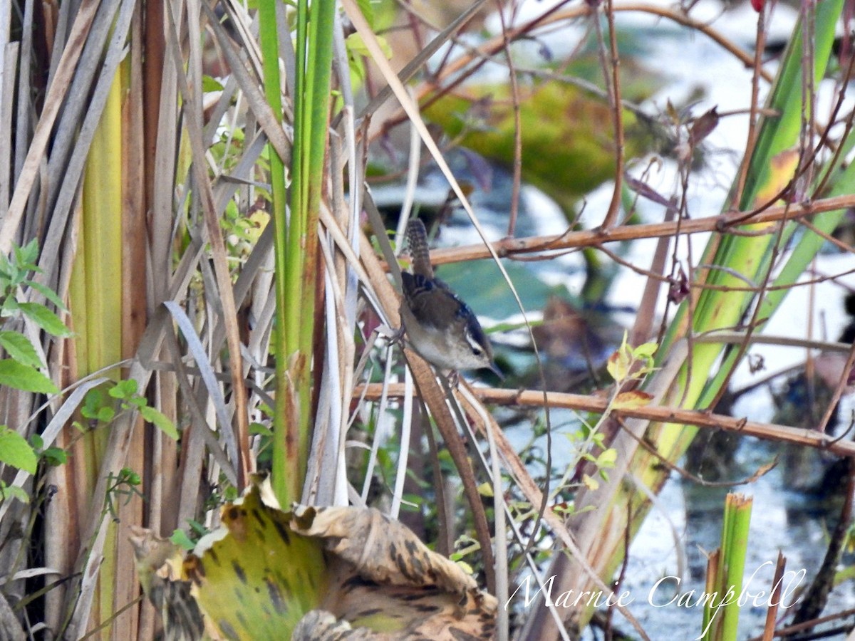 Marsh Wren - ML609589745