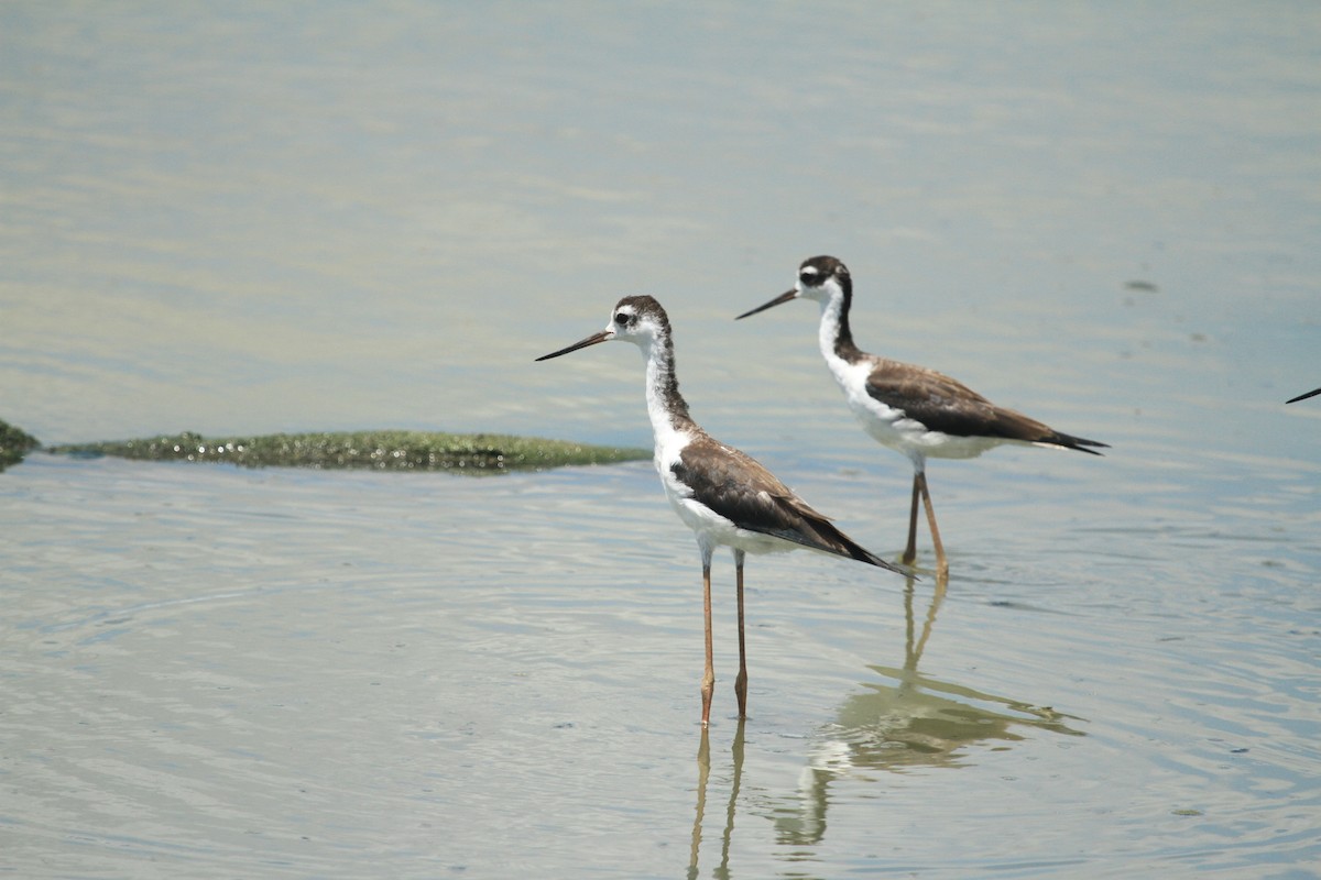 Black-necked Stilt - ML609589764