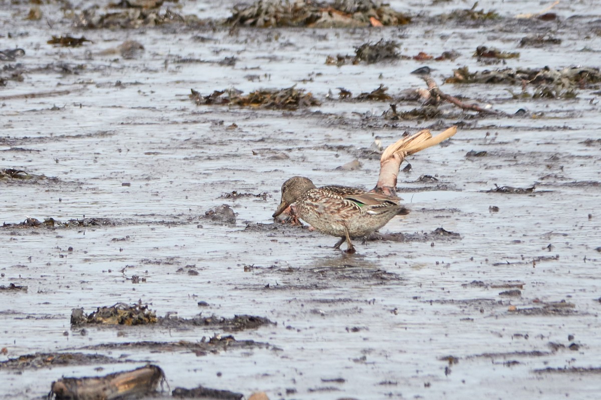 Green-winged Teal - ML609589843