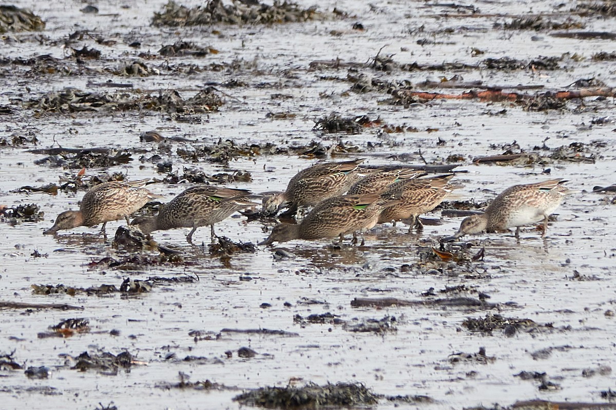 Green-winged Teal - ML609589844