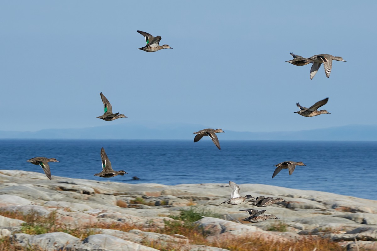 Green-winged Teal - ML609589845