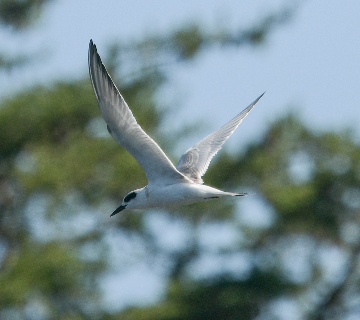 Forster's Tern - ML609589904