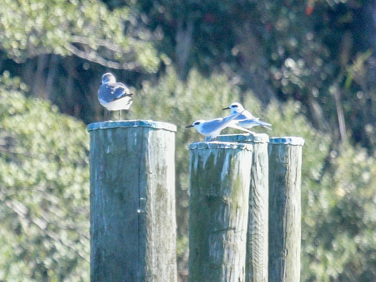 Forster's Tern - ML609589906