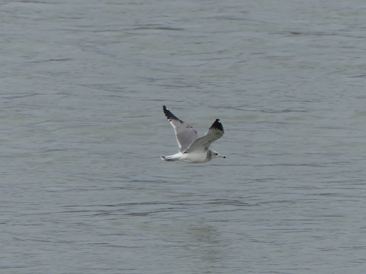 California Gull - ML609590027