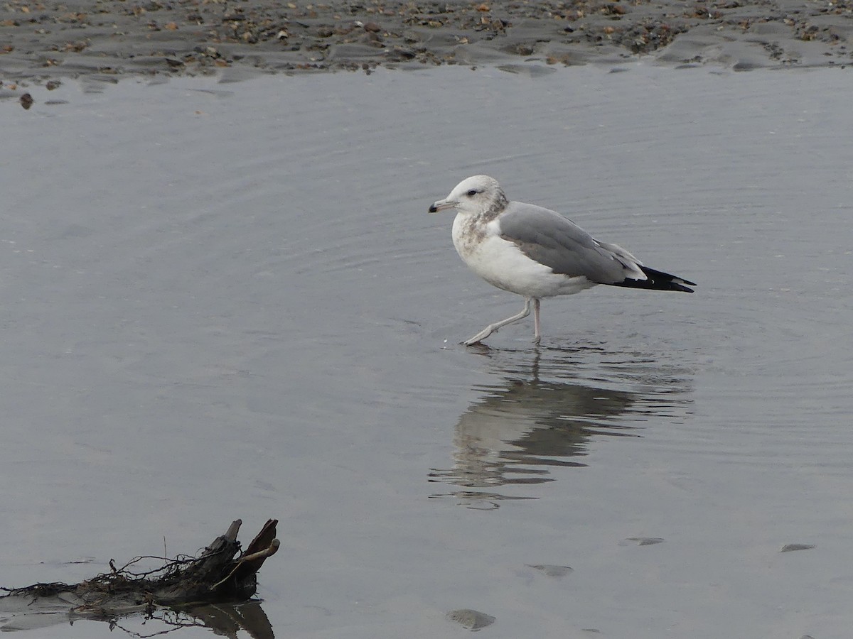 Gaviota Californiana - ML609590028